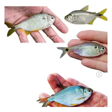 Tarrafa Pesca Com Corrente Malha 2 Fio 040 2,60 De Alt 15 Mt Foto mini 3