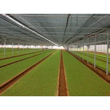 Tela Sombrite Para Horta Orta Hortaliças 50% 3 X 4 Mts Foto mini 3