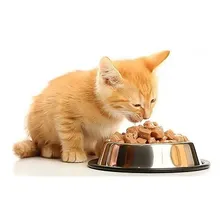 Tigela Comedouro Inox Para Cães E Gatos 18cm Cachorro Foto mini 4