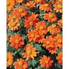 Tithonia Girassol Mexicano - 5gr = 500 Sementes Foto mini 1
