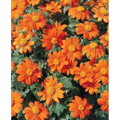 Tithonia Girassol Mexicano - 5gr = 500 Sementes Foto 1