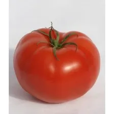 Tomate Hibrido Cedro - 143mg / 50 Sementes Foto  mini 1