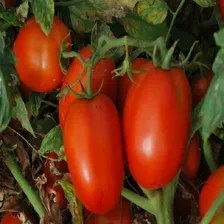 Tomate Italiano Napoli Resiste Doenças! 100 Sementes Foto mini 3