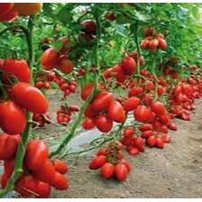 Tomate Italiano Napoli Resiste Doenças! 100 Sementes Foto mini 2