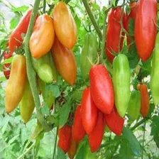 Tomate Italiano Napoli Resiste Doenças! 100 Sementes Foto mini 4