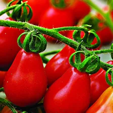 Tomate Pera Vermelho Tomate Pêra Vermelho 1000 Sementes Foto mini 1