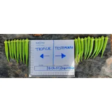 Topseed sementes de quiabo tropical pcte con 3000 sementes Foto mini 3