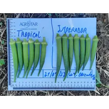 Topseed sementes de quiabo tropical pcte con 3000 sementes Foto mini 4