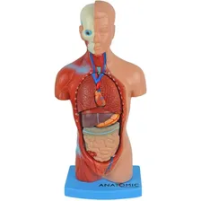 Torso 28 Cm 14 Partes Assexuado Corpo Humano + Orgãos Foto mini  3