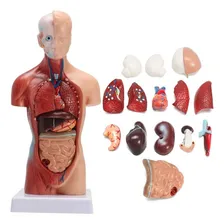 Torso 28 Cm 14 Partes Assexuado Corpo Humano + Orgãos Foto  mini 1