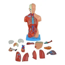 Torso 28 Cm 14 Partes Assexuado Corpo Humano + Orgãos Foto mini  2