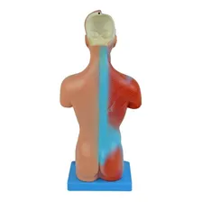 Torso 28 Cm 14 Partes Assexuado Corpo Humano + Orgãos Foto mini 4
