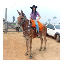 Traia De Frente Para Burro Cavalo Rédea Cabeçada E Peitoral Cor Vermelho Foto mini  2