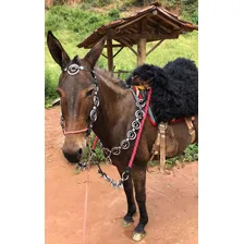 Traia De Frente Para Burro Cavalo Rédea Cabeçada E Peitoral Cor Vermelho Foto mini  3