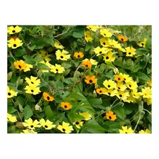 Tumbergia Trepadeira - 200mg Sementes Foto mini 1
