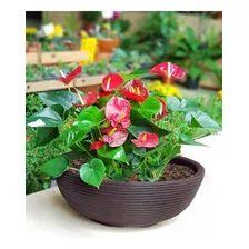 Vaso Bacia/cuia P/ Plantas 50cm - Bmf50 Foto mini  3