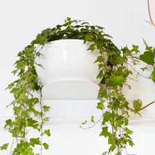 Vaso Cachepô Cuia Suspenso Elegance Plástico Branco 4 Litros Foto mini 4