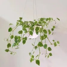Vaso Cachepô Cuia Suspenso Elegance Plástico Branco 4 Litros Foto mini 3