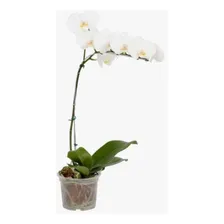 Vaso Pote Para OrquÃdea (0,750l) Transparente Nutriplan Foto mini 3