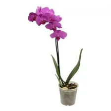 Vaso Pote Para OrquÃdea (0,750l) Transparente Nutriplan Foto mini 4