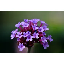 Verbena Officinalis Erva Santa Sementes Para Mudas Ervas Foto mini 3