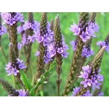 Verbena Officinalis Erva Santa Sementes Para Mudas Ervas Foto mini 2