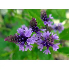Verbena Officinalis Erva Santa Sementes Para Mudas Ervas Foto mini 4