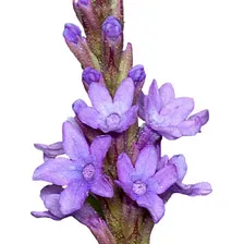 Verbena Officinalis Erva Santa Sementes Para Mudas Ervas Foto mini 1