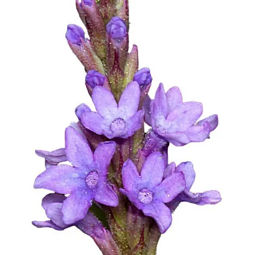 Verbena Officinalis Erva Santa Sementes Para Mudas Ervas Foto 1