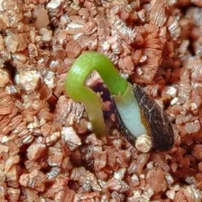 Vermiculita Expandida Cultivo Germinar Media 3 Litros Foto mini 2