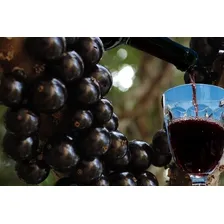 Vinho Jabuticaba Suave Orgânico Garrafa 750ml Foto mini 2