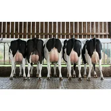 Vitaminas Ade Premix / Vacas Leite Com A D3 E B12 Ade 25kg. Foto mini  2