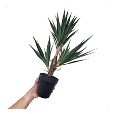 Yucca Artificial 60cm Com 4 Galhos - Agave Dracena Planta Cor Verde Foto mini 3